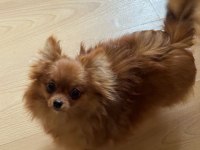 Uzun tüylü chihuahua