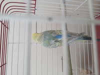 Çift muhabbet kuşu
