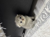 Erkek scottish fold kırık kulak kedimiz 25 günlük