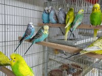 Ele alıştırmalık taze jumbo muhabbet yavrular ve anaçlar