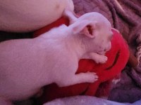 Orijinal elma kafa chihuahua yavruları bir dişi bir erkek