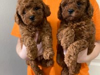 Kilo Garantili Toy Poodle Ve Kore Yavrularımız