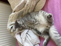 British shorthair oğluma yuva arıyoruz