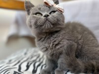 British shorthair bebeklerimiz