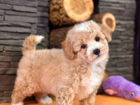 Maltipoo Yavruları Sizleri Bekliyor  