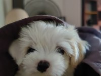 2 aylık 850 gram erkek beyaz maltipoo yavrumuz bear face