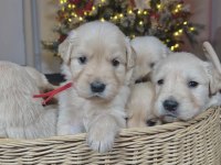 Safkan Golden Retriever Yavrular