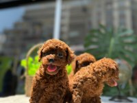 LİTTLEPAWSTAN EN ÖZEL RENK VE BOYUT TOY POODLE BEBEKLER