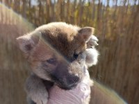 Shiba Inu, nadir, safkan,asil