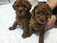 1 erkek ve 1 dişi Teacup - Kore Poodle