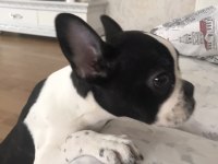 French bulldog köpeğimiz