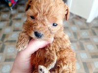 Anne altından toy poodle bebekler