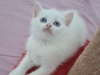 British Shorthair Yavru Kedimiz