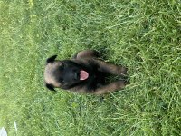Safkan malinois
