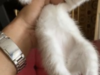 Safkan british longhair yavrularım