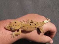 Crested gecko 7 aylık herşeyiyle verilecek
