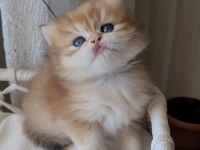 Son british longhair golden erkek yavrum