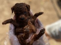Core toy poodle köpeği