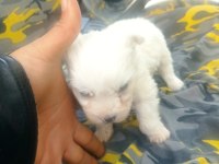 Maltese terrier yavruları