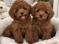 Türkiye Geneli 81 İle Gönderim Toy Poodle