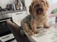Köpeğimiz için lütfen açıklama okuyun