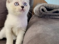 Scottish fold lynx point