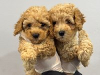 Poodle bebekler