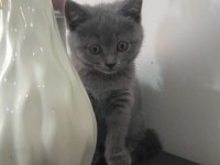 2.5 aylık scottish fold yavrular