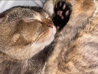 SCOTTİSH FOLD KEDİSİ SAHİPLENDİRME