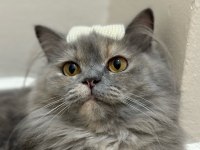 BRİTİSH LONGHAİR KEDİMİZE YUVA ARIYORUZ