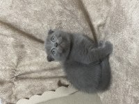 Scottish Fold yavru kedimiz