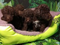 IRK VE SAĞLIK GARANTİ LAGOTTO YAVRULARIMUZ