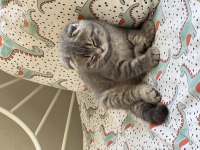 2 Aylık Scottish Fold Erkek