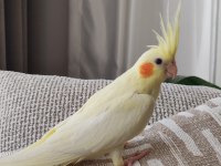 Bebek Sultan Papağanı