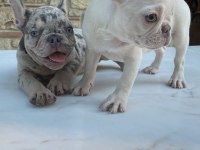 Renkli Gözlü Irk Garantili Aşılı French Bulldog Yavrularım