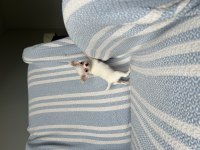 Micro Teacup Ukrayna Kan Mükemmel Anatomi Yavrular