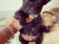 FRENCH BULLDOG YAVRULARI