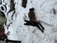 DİŞİ BELÇİKA KURDU KORUMA EĞİTİMLİ İTAAT EĞİTİM
