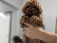 Üst düzey Poodle bebekler