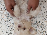Cins Uygun Pomeranian Yavrular