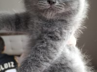 Scottish Fold Yavrular