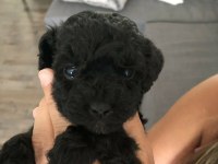 YAVRU TOY POODLE BEBEKLER