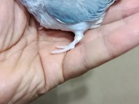 Pied cep papağanı forpus
