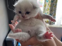 Minik british shorthair bebeklerim için yuva arıyorum