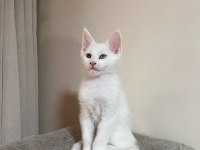 saf kan şecereli Beyaz Aslanlar maine coon yavruları