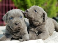 IRKININ EN İYİSİ CANE CORSO YAVRU