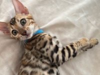 BENGAL KEDİSİ YAVRULARI
