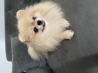 Teddy Bear Yurtdışı Girişli Pomeranian