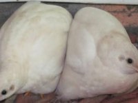 MİNYATÜR ÇİN BILDIRCINI (TAKIM, CİVCİV, YUMURTA)