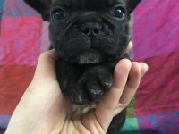 Orjinal a kalite french bulldog